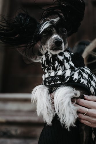 Dogo Fogo – Psí OOTD na každý den