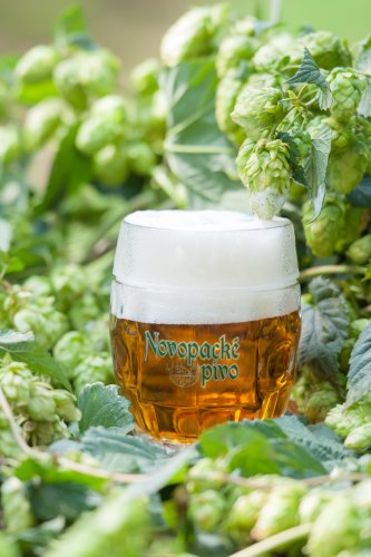 Novopacké pivo